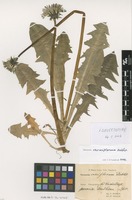 Isolectotype of Taraxacum croceiflorum Dahlst. [family ASTERACEAE]