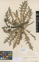 Isotype of Taraxacum lacerifolium G.E.Haglund [family ASTERACEAE]