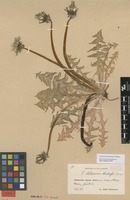 Syntype of Taraxacum latissimum Palmgr. [family ASTERACEAE]