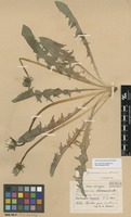 Syntype of Taraxacum pannucium Dahlst. [family ASTERACEAE]