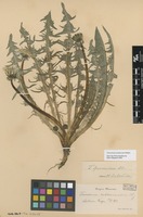Syntype of Taraxacum pannucium Dahlst. [family ASTERACEAE]