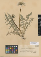 Syntype of Taraxacum pannucium Dahlst. [family ASTERACEAE]
