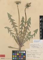 Syntype of Taraxacum angustisquameum Dahlst. var. pholidotum Dahlst. [family ASTERACEAE]