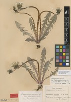Syntype of Taraxacum angustisquameum Dahlst. var. pholidotum Dahlst. [family ASTERACEAE]