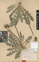 Syntype of Taraxacum granvinense Dahlst. [family ASTERACEAE]