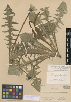 Isotype of Taraxacum amphiodon Dahlst. ex G.E.Haglund [family ASTERACEAE]