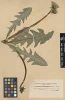 Syntype of Taraxacum ancistrolobum Dahlst. [family ASTERACEAE]