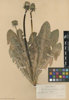 Syntype of Taraxacum ancistrolobum Dahlst. [family ASTERACEAE]