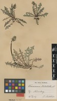 Syntype of Taraxacum nordstedtii Dahlst. [family ASTERACEAE]