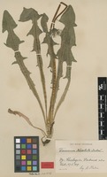 Syntype of Taraxacum nordstedtii Dahlst. [family ASTERACEAE]