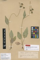Lectotype of Hieracium murorum L. var. rhombiodes Stenstr. [family ASTERACEAE]