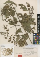 Isotype of Vernonia mexiae H.Rob. [family ASTERACEAE]