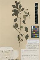 Isolectotype of Rytigynia friesiorum Robyns [family RUBIACEAE]