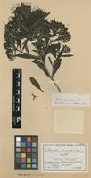 Type of Pavetta alexandrae Bremek. [family RUBIACEAE]