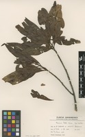Isotype of Pouteria pullei Eyma [family SAPOTACEAE]