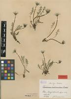 Isolectotype of Taraxacum rubicundum Dahlst. [family ASTERACEAE]