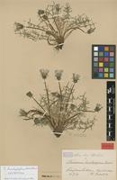 Lectotype of Taraxacum lacistophyllum Dahlst. [family ASTERACEAE]