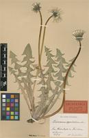 Lectotype of Taraxacum aequilobum Dahlst. [family ASTERACEAE]