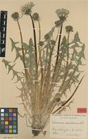 Isotype of Taraxacum acutisectum Markl. [family ASTERACEAE]
