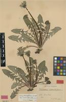 Isotype of Taraxacum adiantifrons Ekman [family ASTERACEAE]