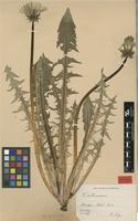 Isotype of Taraxacum altissimum H.Lindb. [family ASTERACEAE]