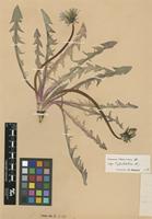 Isotype of Taraxacum angustisquameum Dahlst. ex H.Lindb. var. pholidotum Dahlst. [family ASTERACEAE]