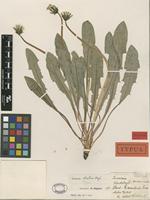 Holotype of Taraxacum atratum G.E.Haglund [family ASTERACEAE]