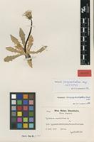 Isotype of Taraxacum barycephalum G.E.Haglund [family ASTERACEAE]