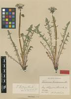Isolectotype of Taraxacum brachycranum Dahlst. [family ASTERACEAE]