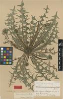 Isolectotype of Taraxacum canoviride H.Lindb. [family ASTERACEAE]