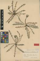 Isolectotype of Taraxacum ceratolobum Dahlst. [family ASTERACEAE]