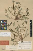 Lectotype of Taraxacum commutatum Dahlst. [family ASTERACEAE]