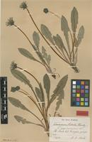 Isolectotype of Taraxacum copidophyllum Dahlst. [family ASTERACEAE]