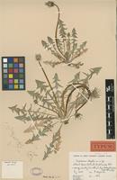 Holotype of Taraxacum degelii G.E.Haglund [family ASTERACEAE]