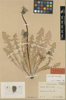 Holotype of Taraxacum flavescens G.E.Haglund [family ASTERACEAE]