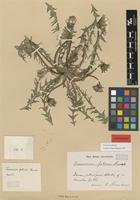 Isolectotype of Taraxacum fulvum Raunk. [family ASTERACEAE]