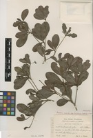 Holotype of Antirhea radiata (Griseb.) Urb. subsp. haitiensis Borhidi [family RUBIACEAE]