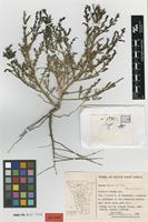 Holotype of Suaeda salina B.Nord. [family CHENOPODIACEAE]