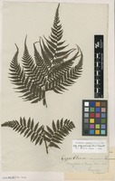 Type of Cyathea polypodioides Sw. [family CYATHEACEAE]
