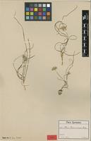 Type of Allium ruhmerianum Asch. ex E.A.Durand & Barratte [family ALLIACEAE]
