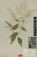 Type of Iresine pringlei S.Watson [family AMARANTHACEAE]