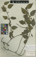 Type? of Acalypha amblyodonta (Müll.Arg.) Müll.Arg. var. hispida Müll.Arg. [family EUPHORBIACEAE]