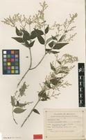 Syntype of Iresine hartmanii Uline var. gentryi Suess. [family AMARANTHACEAE]