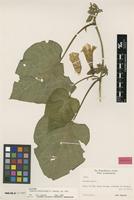 Holotype of Ipomoea chrysocalyx D.F.Austin [family CONVOLVULACEAE]
