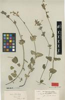 Type of Nepeta cilicica Boiss. ex Benth. [family LAMIACEAE]