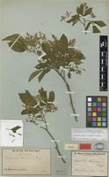 Syntype of Esenbeckia riedeliana Engl. [family RUTACEAE]