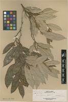Type of Parinari elmeri Merr. [family CHRYSOBALANACEAE]