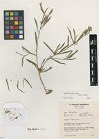 Filed as Geigeria burkei Harv. [family ASTERACEAE]