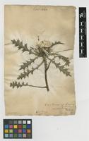 Filed as Carlina acaulis L. subsp. caulescens (Lam.) Schübl. & G.Martens [family ASTERACEAE]