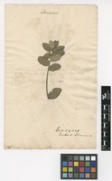Filed as Quercus suber L. [family FAGACEAE]